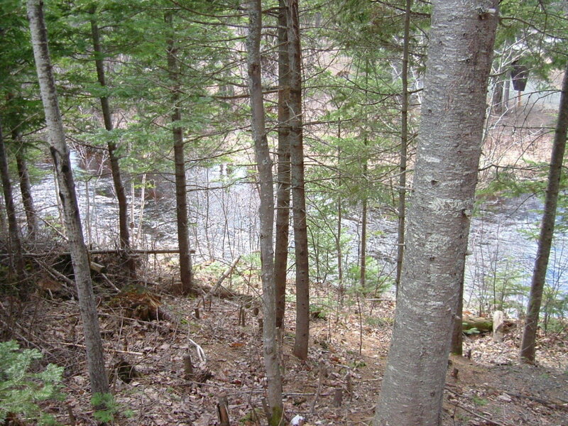 River Through Forest — Green, Natural, Spring