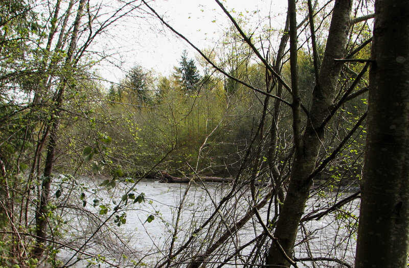 River Through Forest — Green, Natural