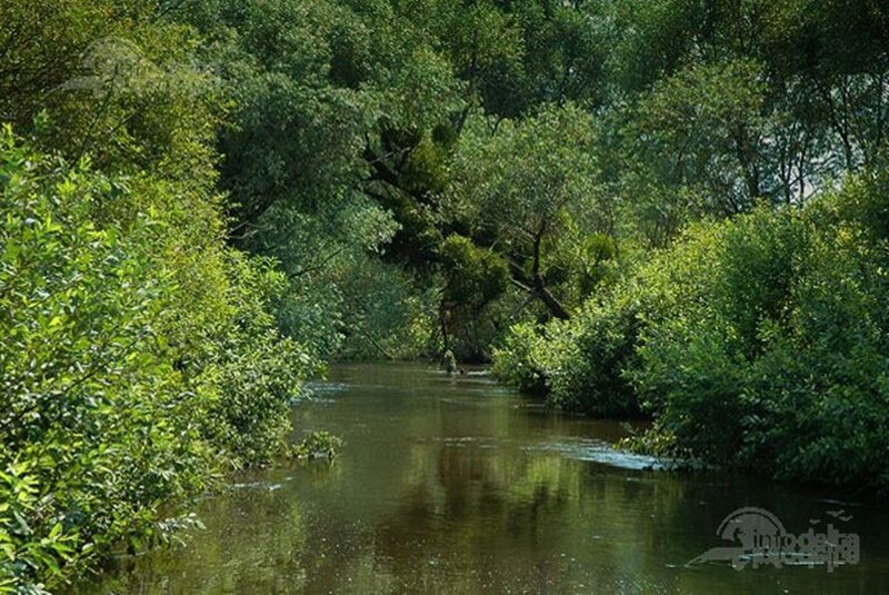 River Through Forest — Green, Serene, Afternoon, Photograph, Trees, Bushes