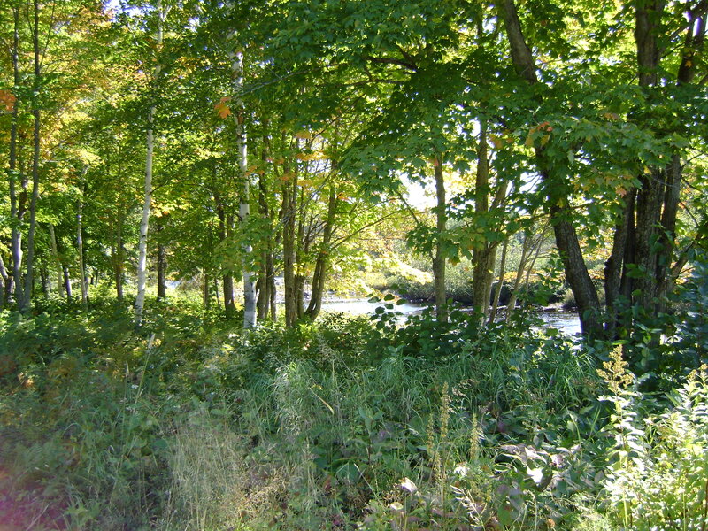 River Through Forest — Green, Serene, Afternoon, Photograph, Trees, Grass, Brown