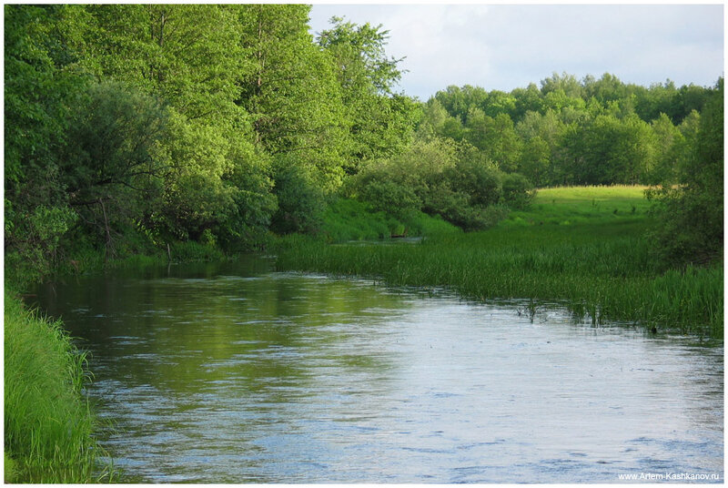 River Through Forest — Green, Serene, Afternoon, Photograph, Trees, Grass