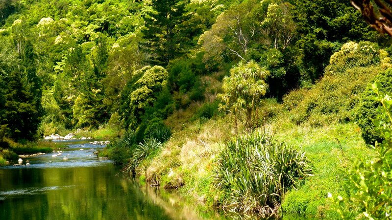 River Through Forest — Green, Serene, Afternoon, Photograph, Trees, Plants