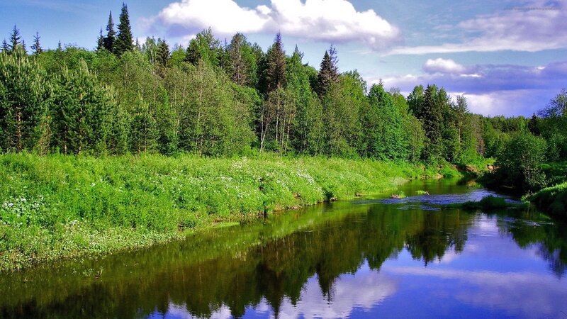 River Through Forest — Green, Serene, Afternoon, Photograph, Trees, Sky, Clouds