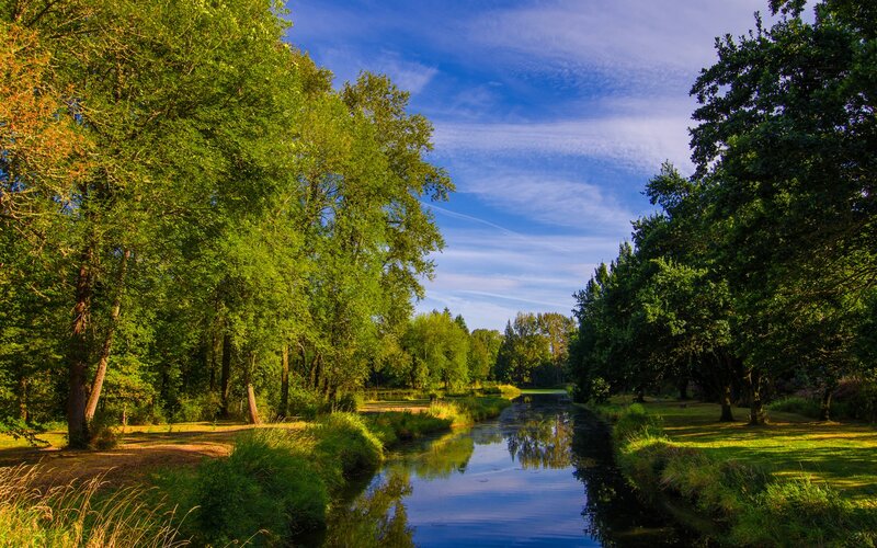 River Through Forest — Green, Serene, Afternoon, Photograph, Trees, Sky, Grass