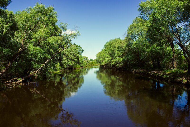 River Through Forest — Green, Serene, Afternoon, Photograph, Trees, Sky, Reflection