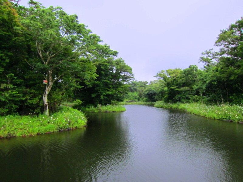 River Through Forest — Green, Serene, Afternoon, Photograph, Trees, Sky