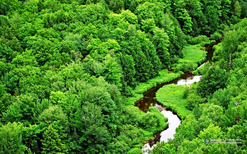 River Through Forest — Green, Serene, Afternoon, Photograph, Trees, Stream
