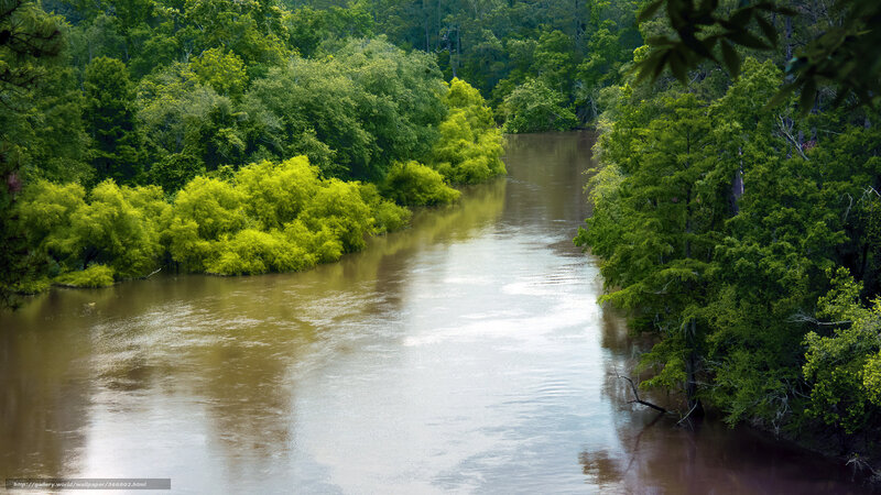 River Through Forest — Green, Serene, Afternoon, Photograph, Trees, Water, Bushes