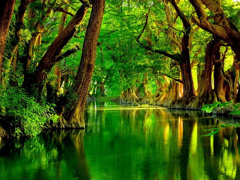 River Through Forest — Green, Serene, Afternoon, Photograph, Trees, Water, Leaves