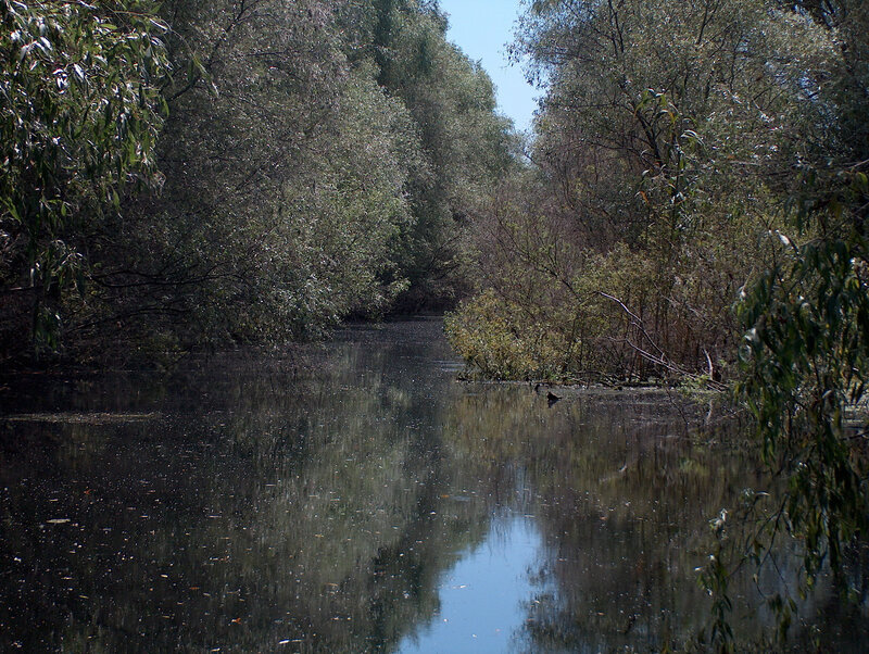 River Through Forest — Green, Serene, Afternoon, Photograph, Trees, Water, Sky, Blue, Brown