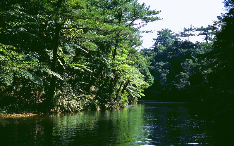 River Through Forest — Green, Serene, Afternoon, Photograph, Trees, Water, Sky, Blue