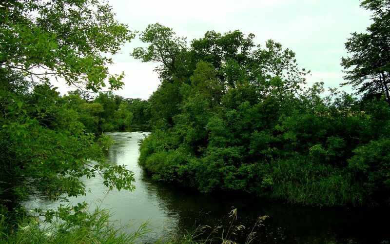 River Through Forest — Green, Serene, Afternoon, Photograph, Trees, Water, Sky, Blue, White
