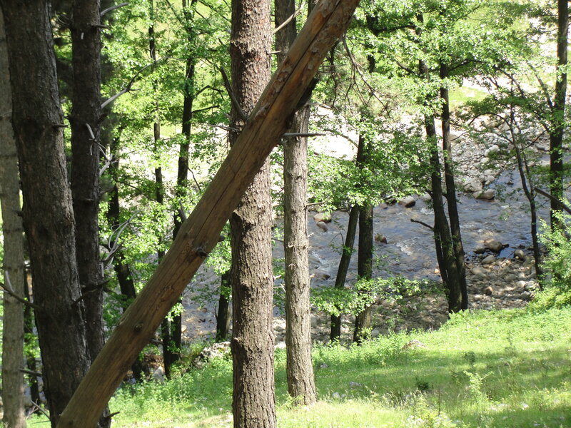 River Through Forest — Green, Serene, Afternoon