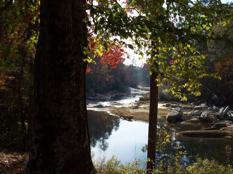 River Through Forest — Green, Serene, Autumn, Photograph