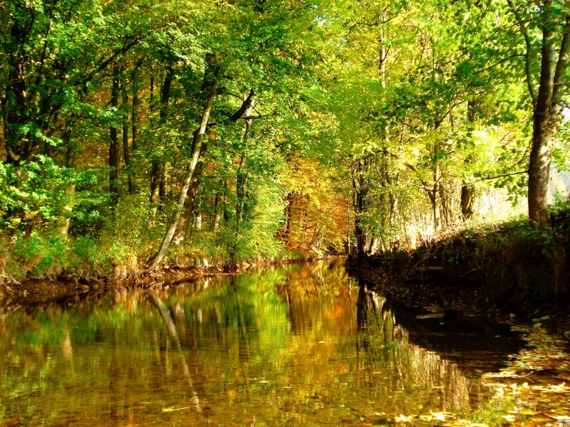 River Through Forest — Green, Serene, Autumn, Photograph, Trees