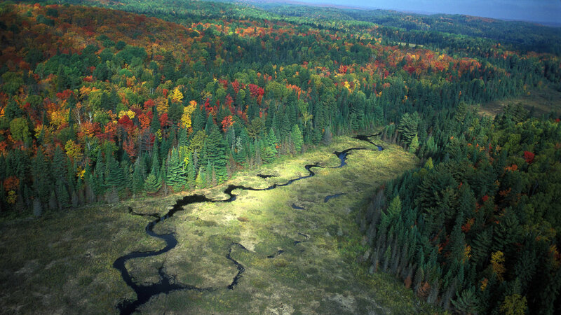 River Through Forest — Green, Serene, Autumn