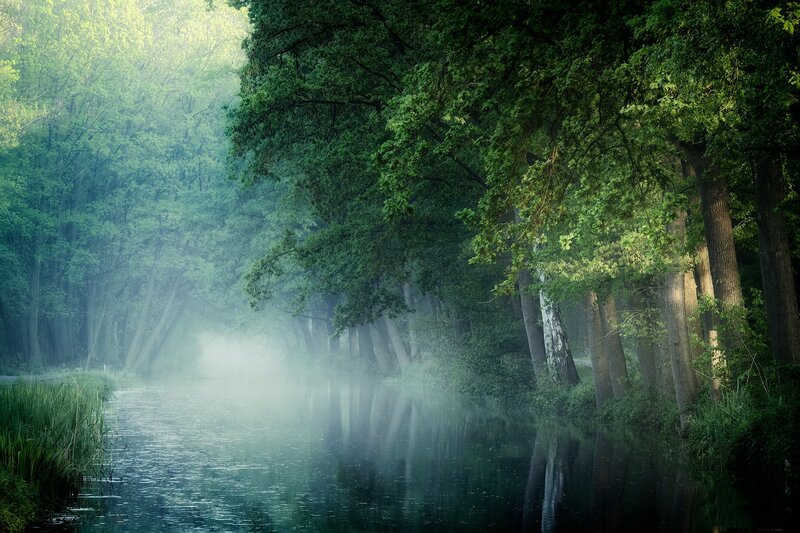 River Through Forest — Green, Serene, Morning, Photograph, Trees, Fog, Water
