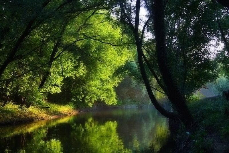 River Through Forest — Green, Serene, Morning, Photograph, Trees