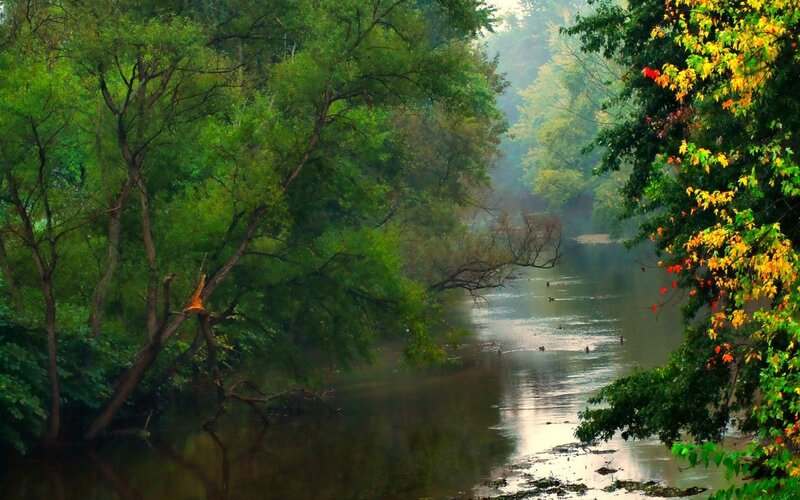 River Through Forest — Green, Serene, Morning