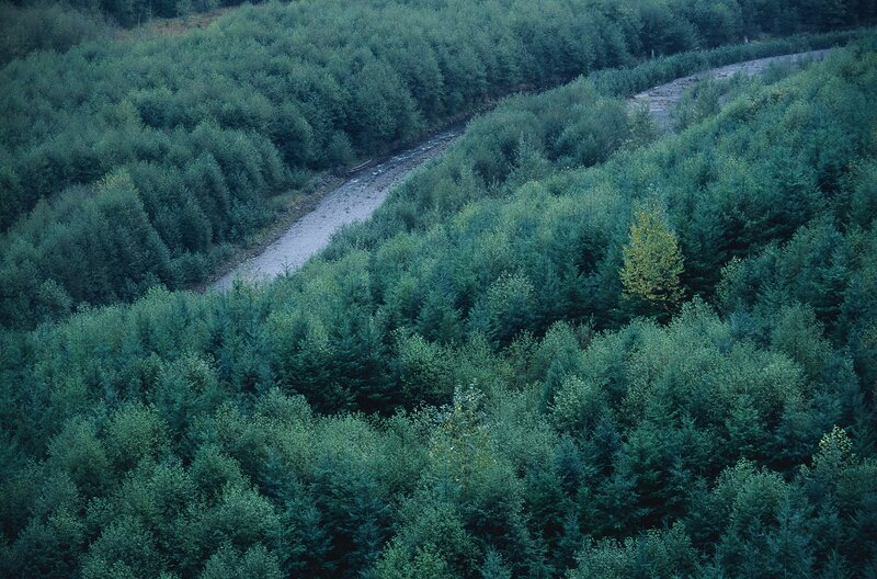 River Through Forest — Green, Serene, Photograph