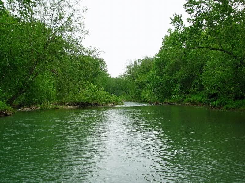 River Through Forest — Green, Serene, Spring