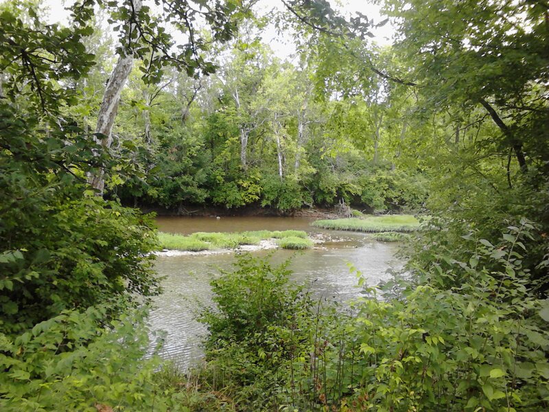 River Through Forest — Green, Serene, Summer, Photograph