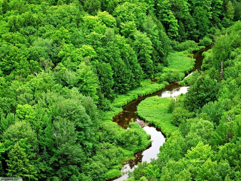 River Through Forest — Green, Serene, Summer, Photograph, Trees, Stream
