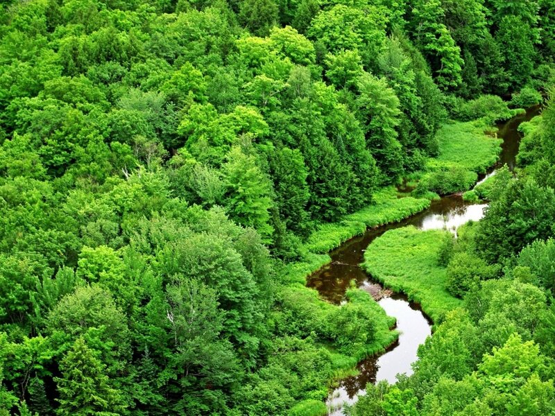 River Through Forest — Green, Serene, Summer