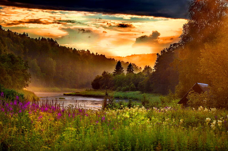 River Through Forest — Green, Serene, Sunset, Photograph, Flowers