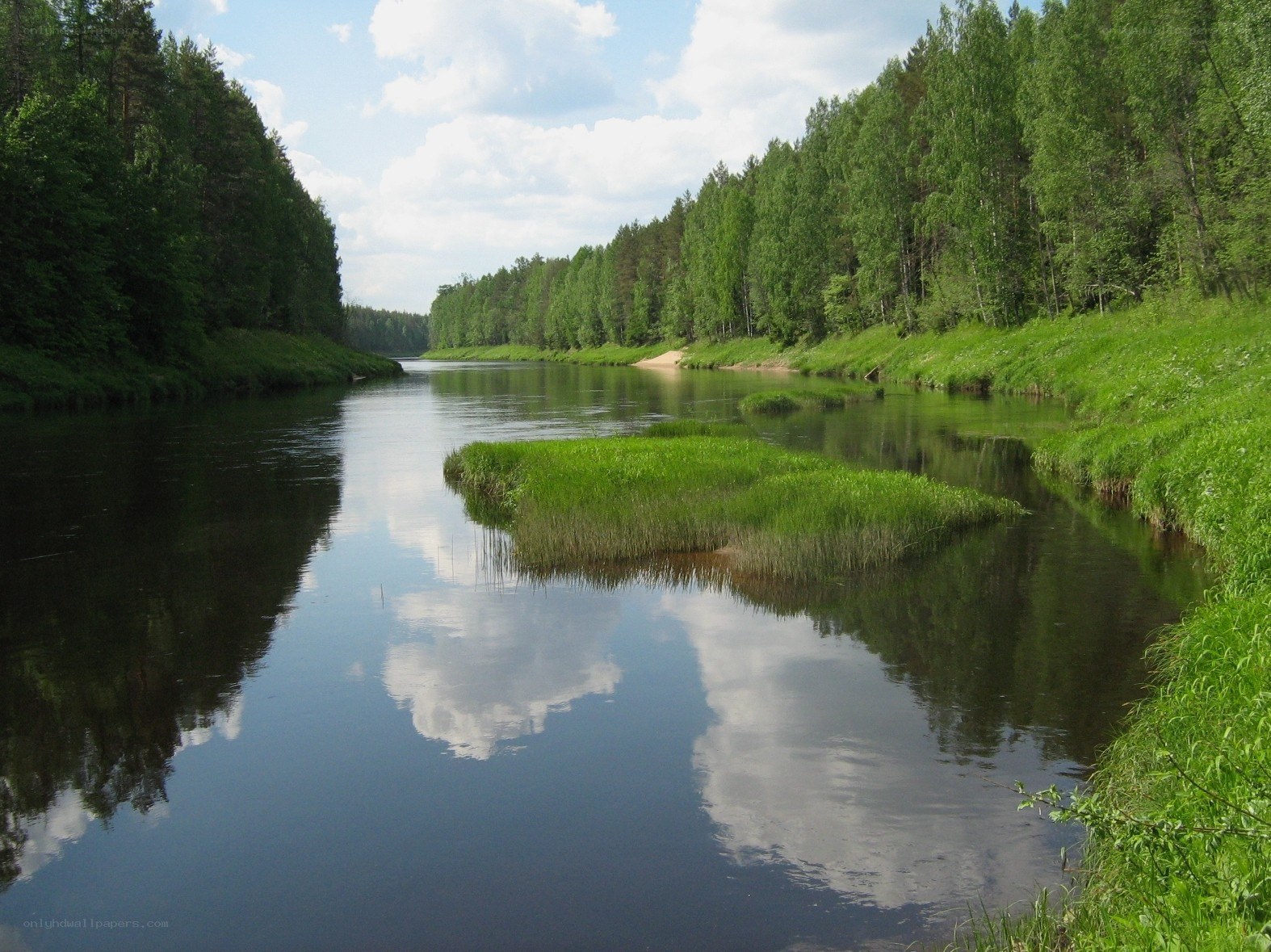 River through forest landscape