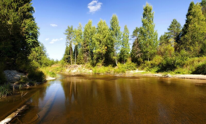 River through forest landscape