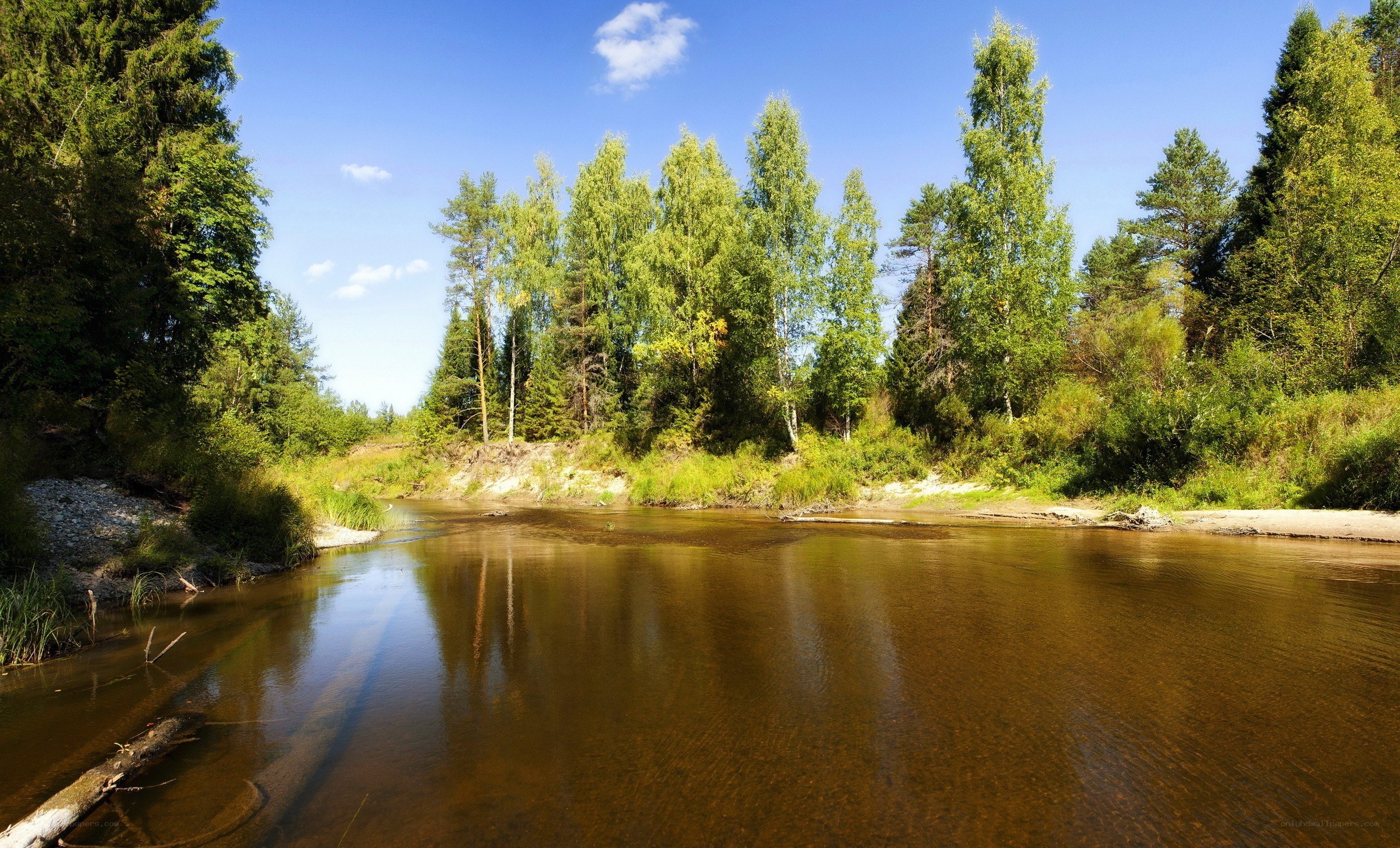 River through forest landscape
