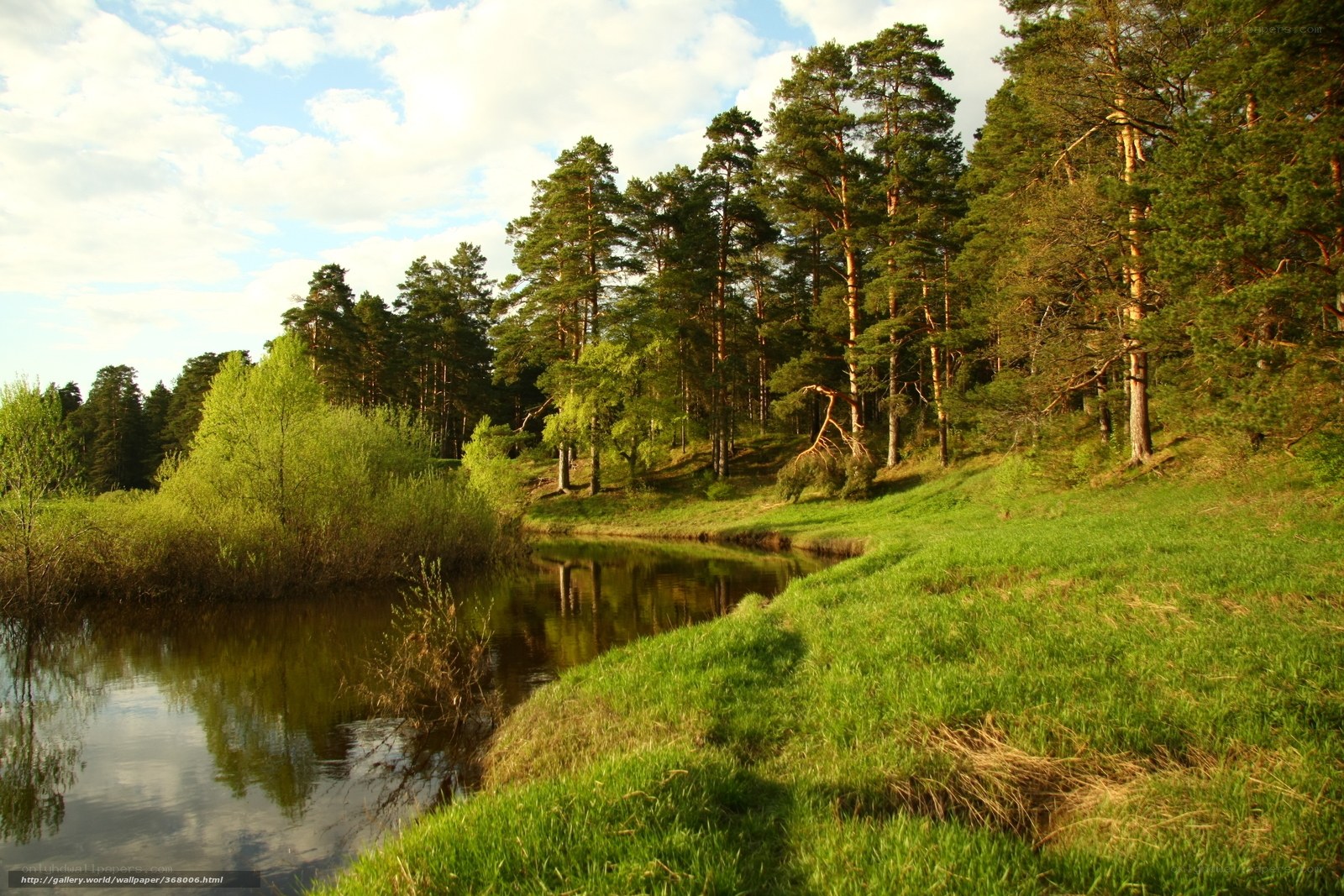 River through forest landscape