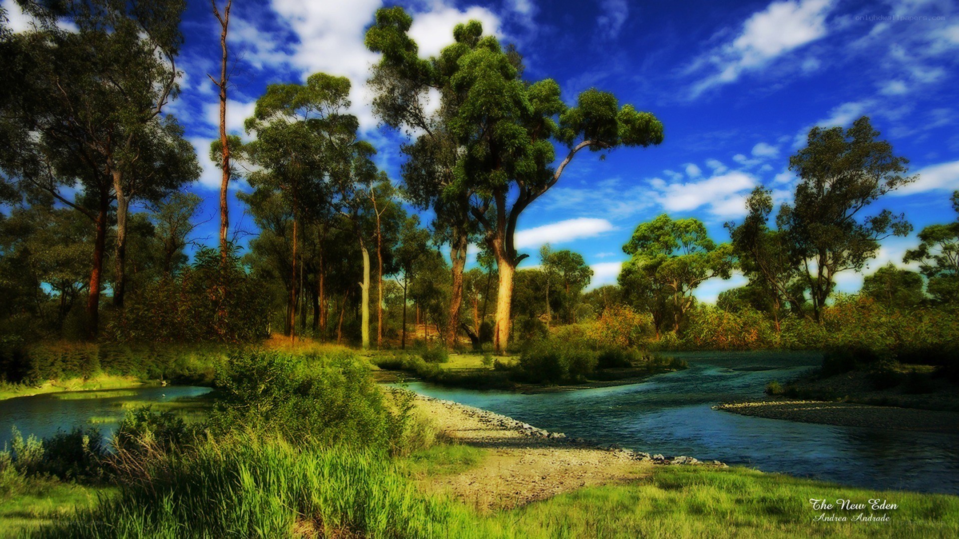 River through forest landscape