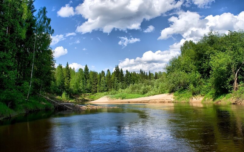 River through forest landscape