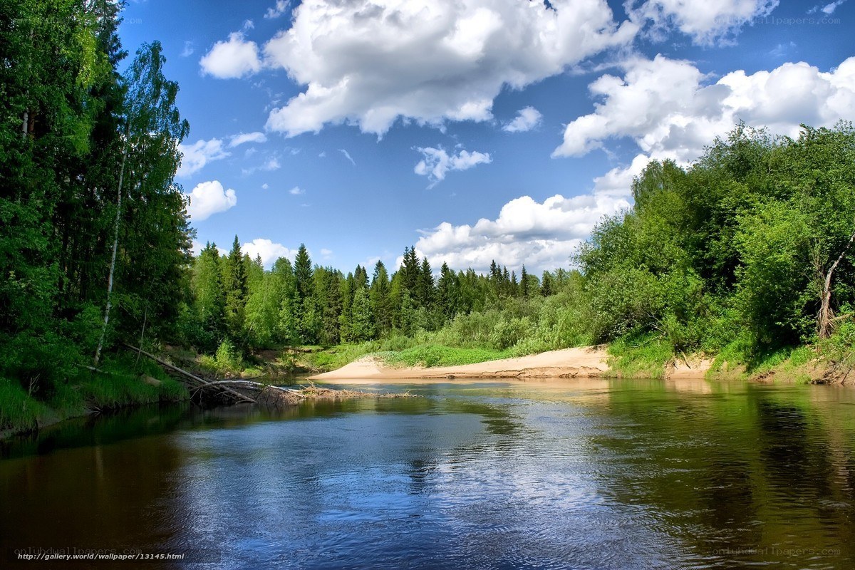River through forest landscape