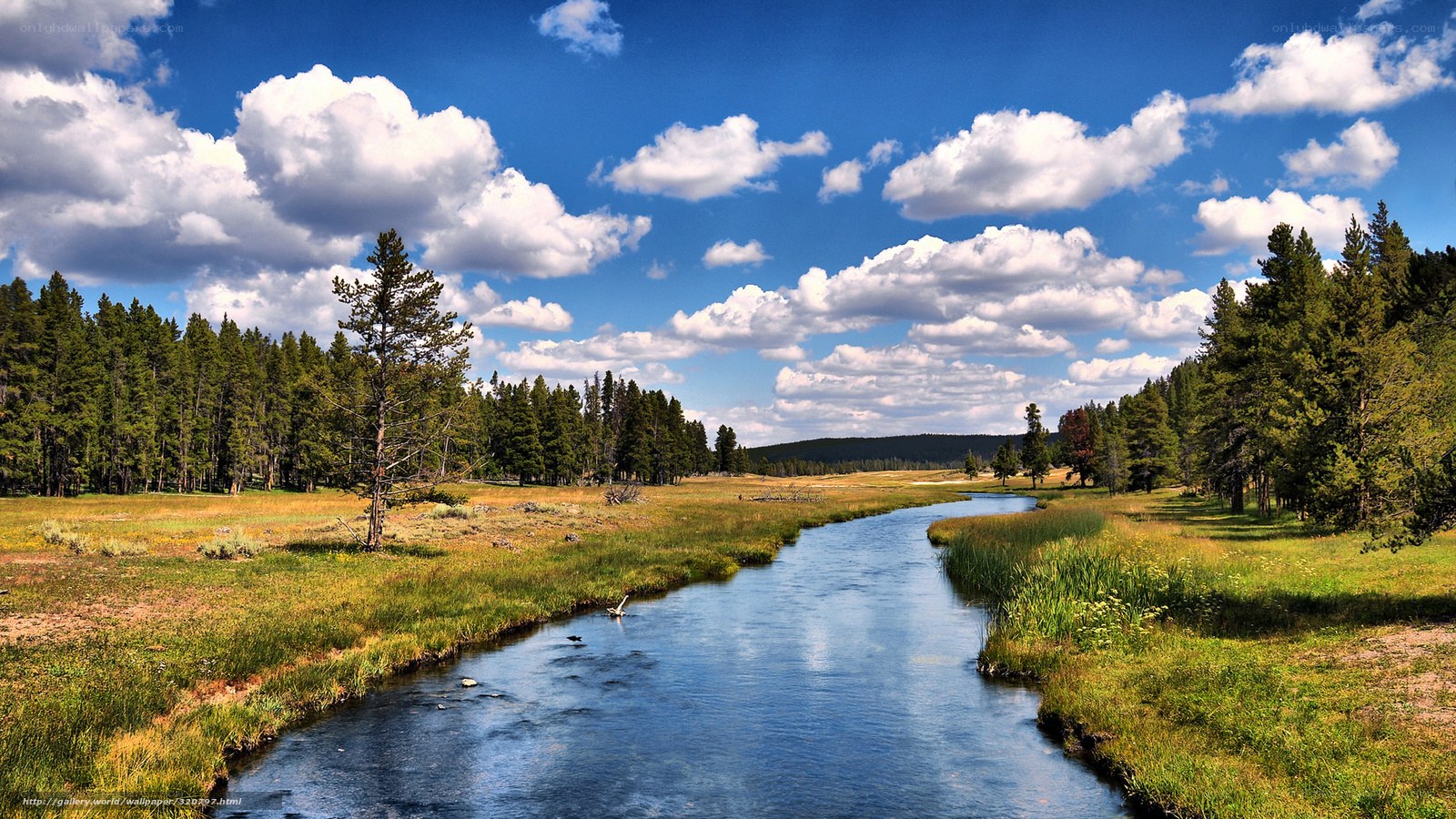 River through forest meadow