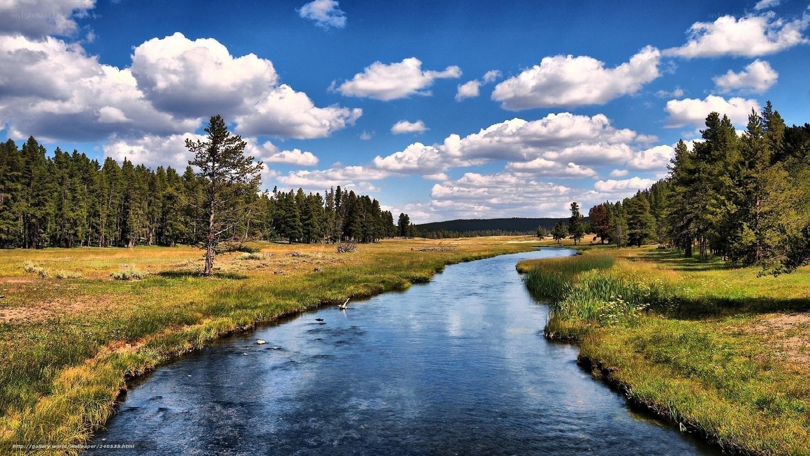 River through forest meadow