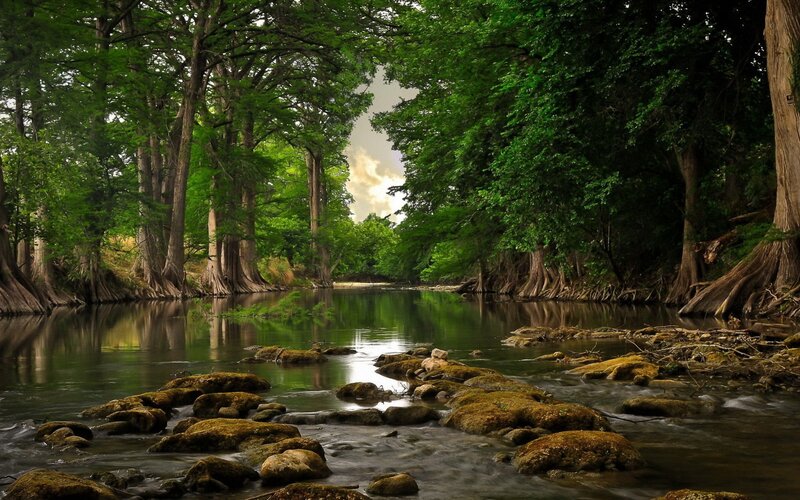 River Through Forest — Trees