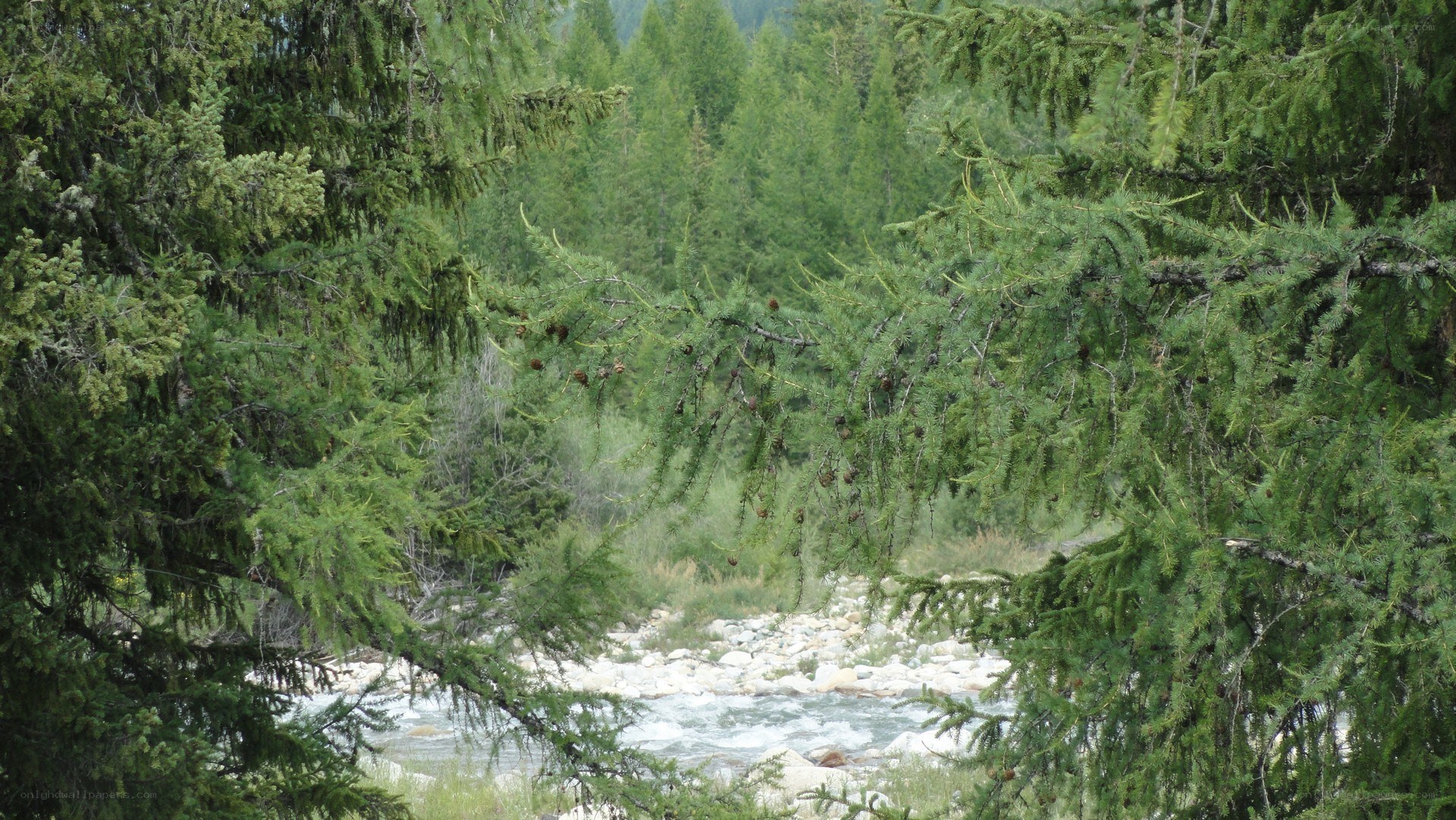 River through forest view