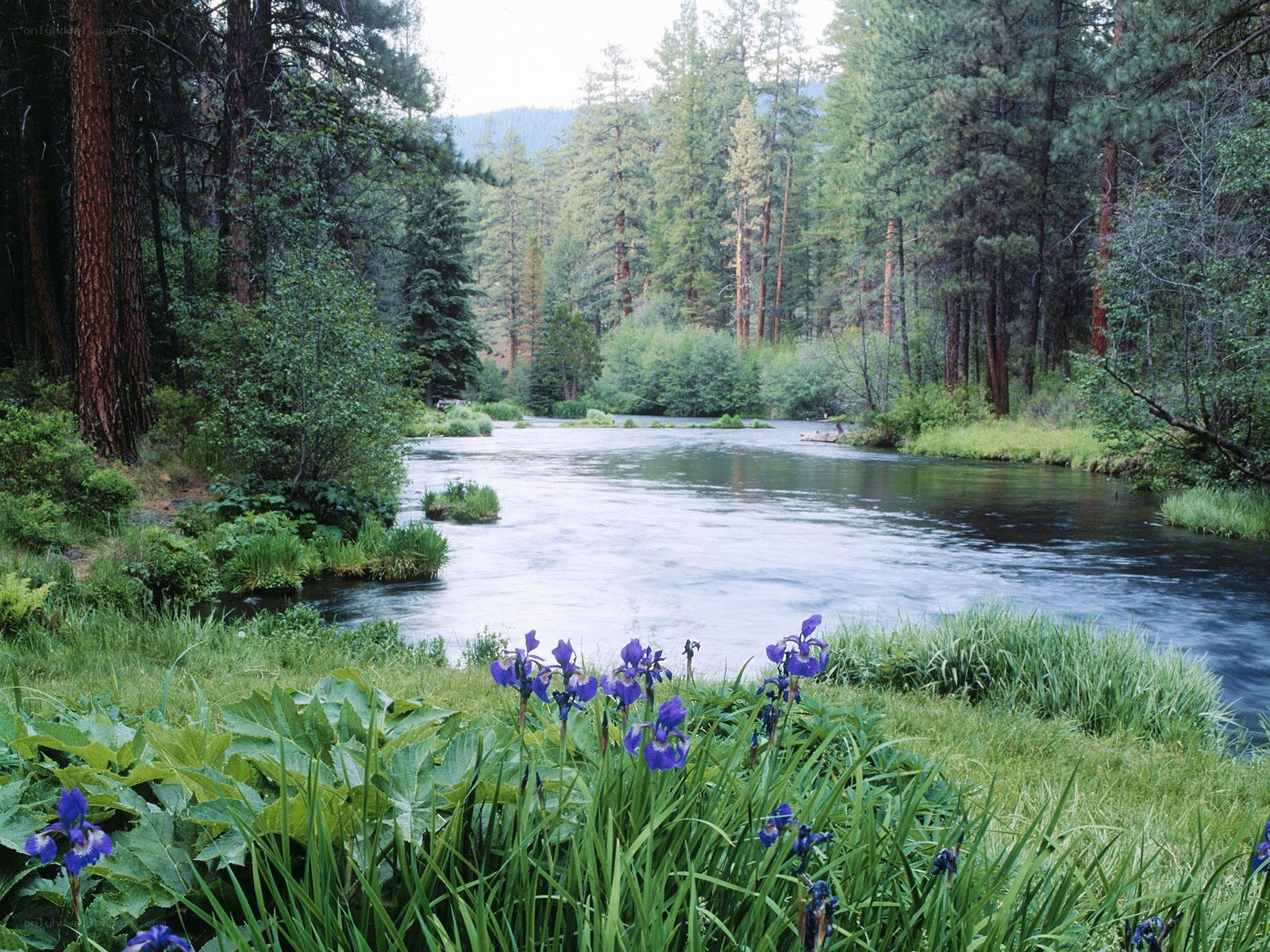 River through forest with purple flowers