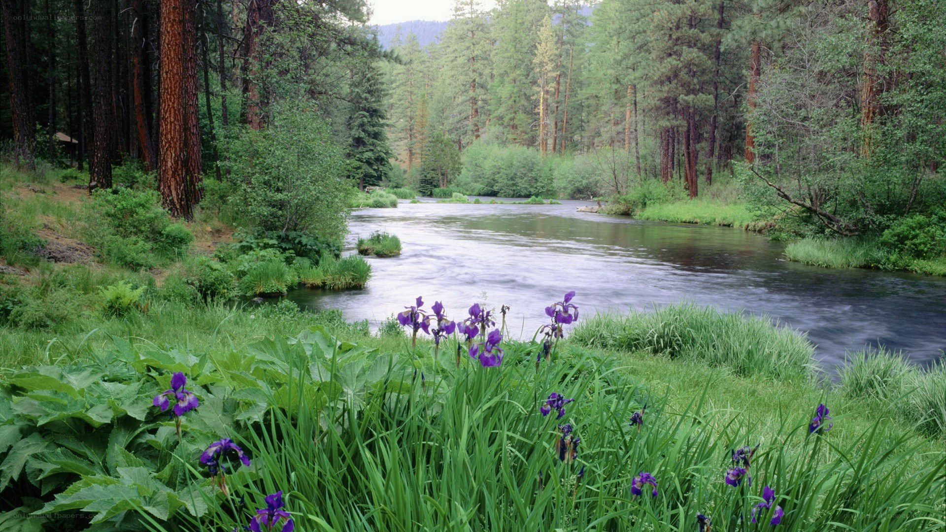 River through forest with purple flowers