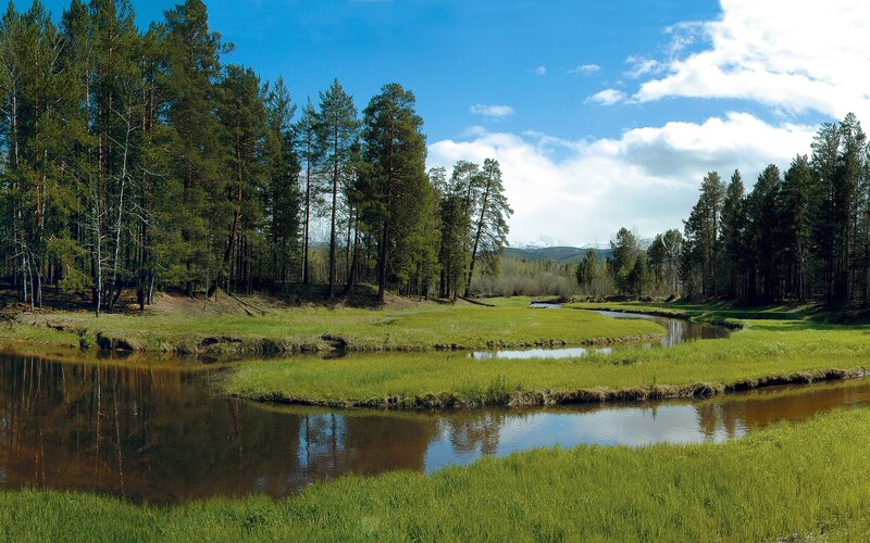 River through forested meadow