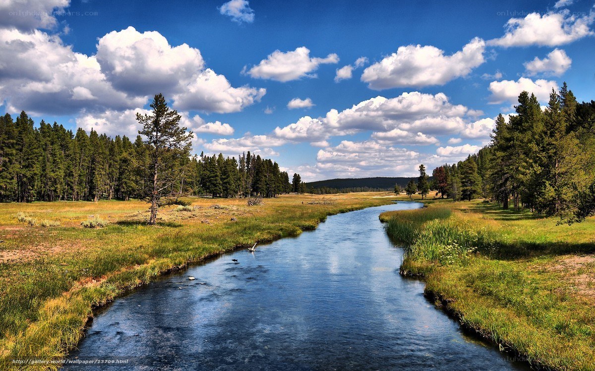 River through forested meadow