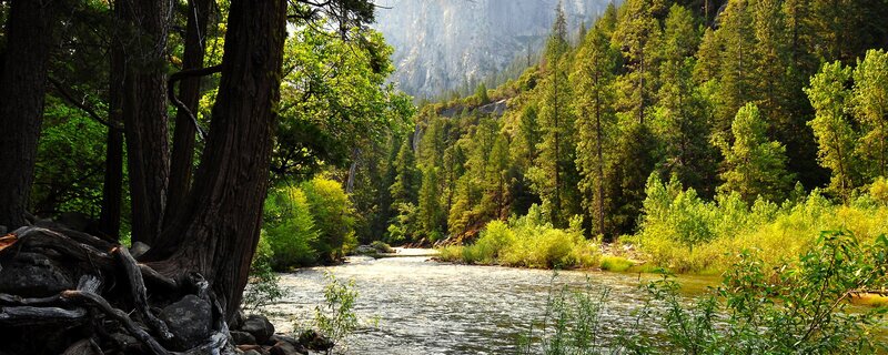 River through forested valley