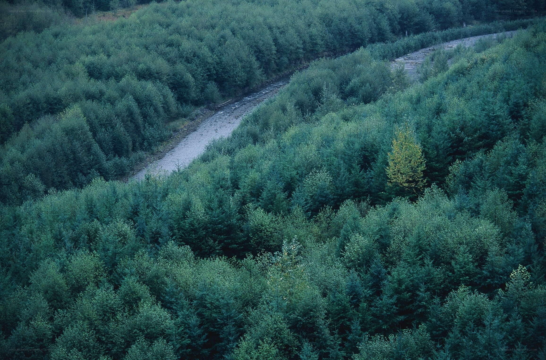 River through forested valley