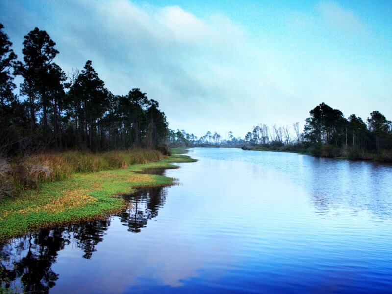 River through forested wetland