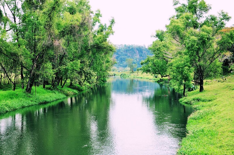 River Through Green Forest