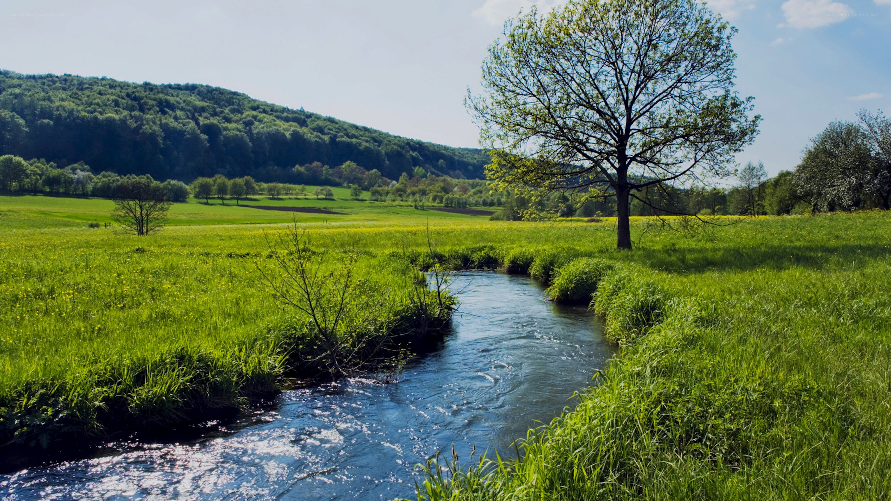 River through green meadow
