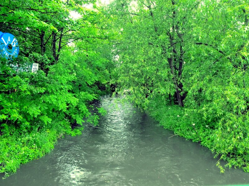 River through green trees